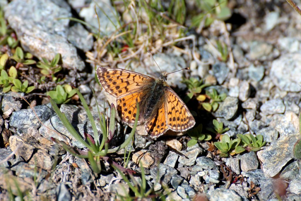 Boloria sp., pales o napaea